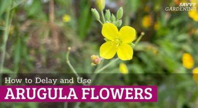 Arugula Flowers: Delaying Blooming and Using the Flowers