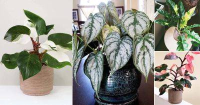 17 Best Variegated Philodendrons | Colourful Philodendron Varieties
