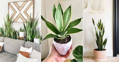 Snake Plant Spiritual Meaning and Significance