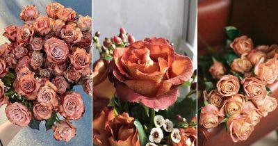 7 Stunning Brown Roses Varieties and Their Meaning