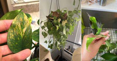 11 Most Common Pothos Plant Problems and Their Solutions