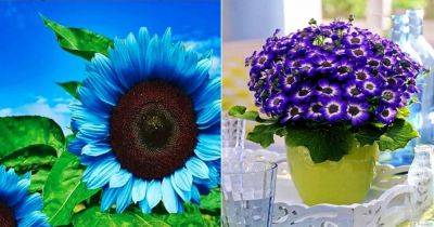 Blue Sunflower: Is it a Reality or a Myth?