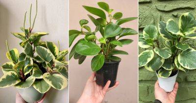 Peperomia obtusifolia Care and Propagation | Growing Baby Rubber Plant
