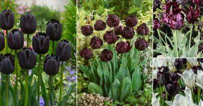 11 Most Beautiful Black Tulip Varieties