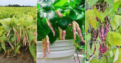Growing Pinto Beans | How to Grow Pinto Beans