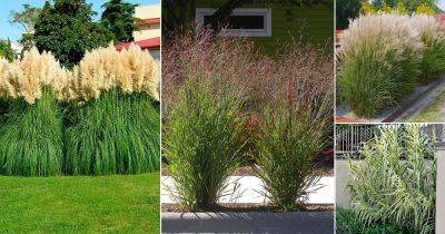 15 Best Tall Grasses for Privacy