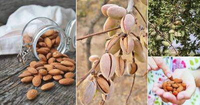 Where do Almonds Come From? Find Out!