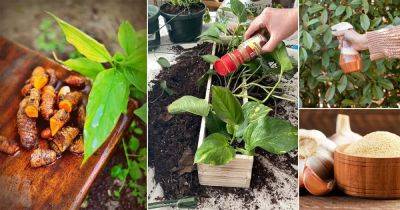 Different Ways to Use Spices for Better Care of Houseplants