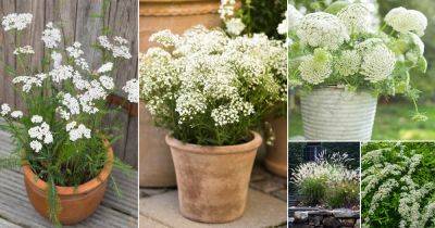 21 Plants with Clusters of Tiny White Flowers