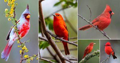 15 Beautiful Red Birds of Texas