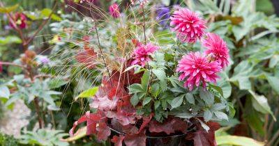 Plants for a purpose: autumn containers