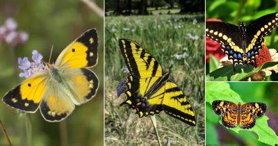 30 Black and Yellow Butterfly Meaning and Varieties