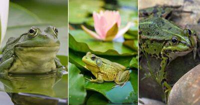 What Does it Mean When a Frog Visits You?