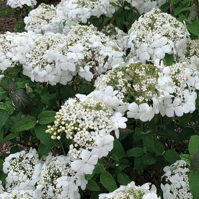 ‘Spring Lace’ Viburnum Is a Compact Workhorse Shrub