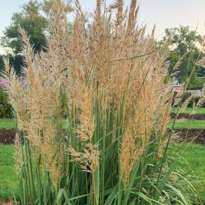 Golden Sunset® Yellow Prairie Grass Is a Great Native Substitute for Invasive Pampas Grass
