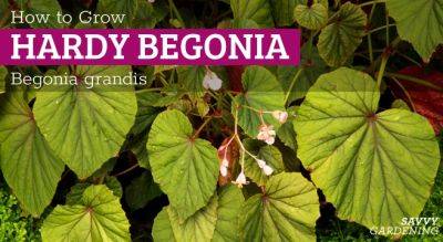 Hardy Begonia (Begonia grandis): A Complete Grow Guide