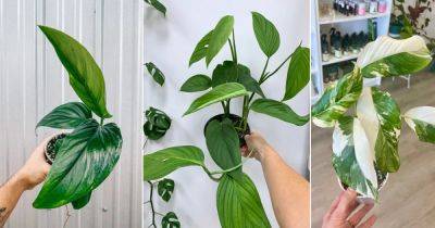Monstera Lechleriana Care and Growing Guide