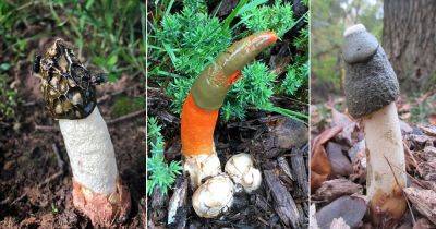 8 Mushrooms that Look Like a Penis