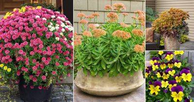 16 Great Fall Flowers and Plants for Containers and Gardens