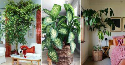 13 Fast Growing Indoor Plants that Grow Tall