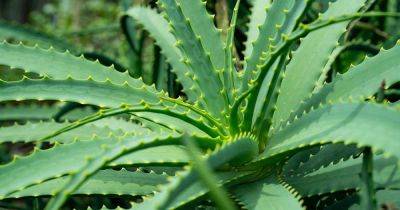 How to Divide Aloe Plants in 5 Simple Steps