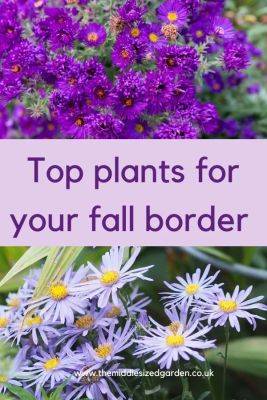 10 top autumn garden tips and plants