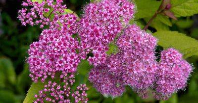 How to Grow and Care for Japanese Spirea