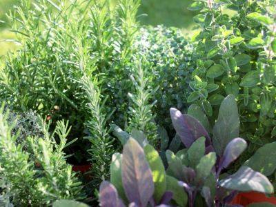 Companion Plants For Thyme – What Grows Well With Thyme