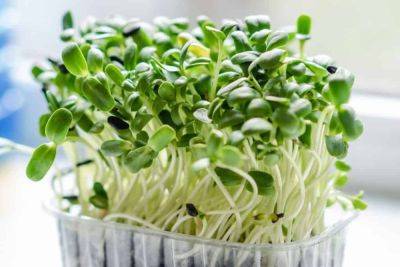 Microgreens: the health-giving shoots explained