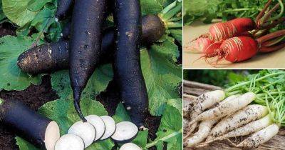 24 Types of Radishes For Containers | Best Radish Varieties