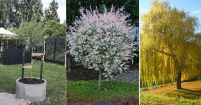 12 Best Types of Pussy Willow