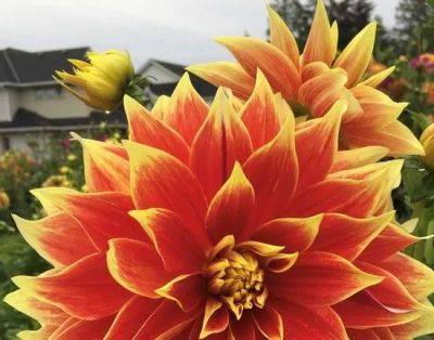 Brian Minter: Dahlias' heat tolerance well suited for a changing garden