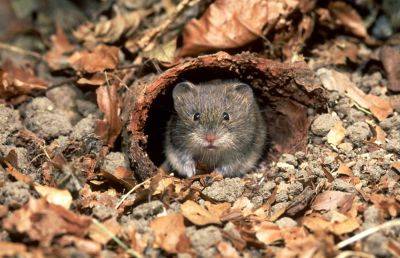 A Vole’s Role in a Garden