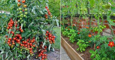Always Grow these 3 Plants with Tomatoes for Crazy Harvest and Taste
