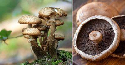 Portobello Mushrooms Information and Nutrition Facts