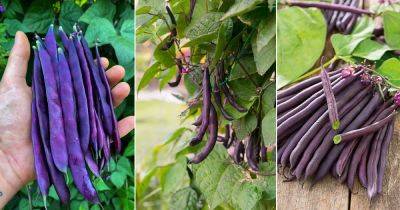 14 Best Purple Beans for the Garden