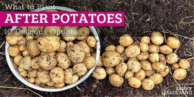 What to Plant After Potatoes: 10 Delicious Options