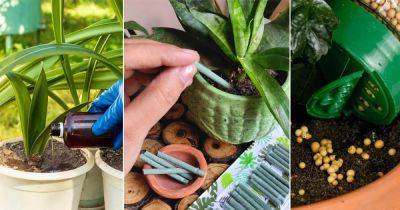 7 Best Plant Foods for Indoor Plants Explained
