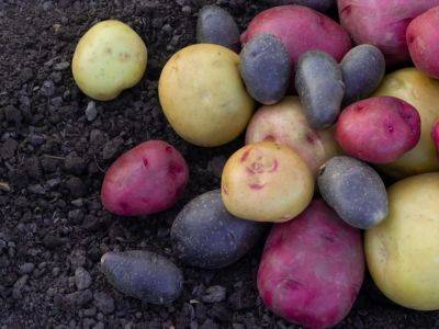 Unusual Potatoes To Grow In The Home Garden