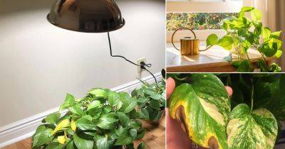 Pothos Leaves Turning Yellow: Reasons and Solutions