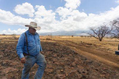 In Fire-Stricken Maui, Sustainable Land Management Is Key