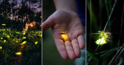 What Does it Mean When You See a Firefly | Spiritual Meaning