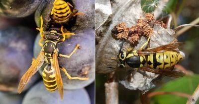 Wasp vs Yellow Jacket: All the Differences and Similarities