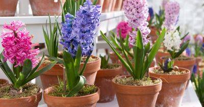 Hyacinth Plant Guide: How To Grow Hyacinths