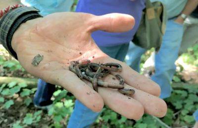 coping with invasive jumping worms, with brad herrick of uw-madison