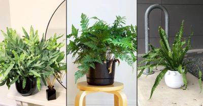 6 Best Epiphytic Ferns That Grow As Indoor Plants