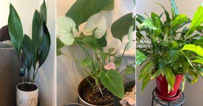 7 Plants that Look Like Peace Lily