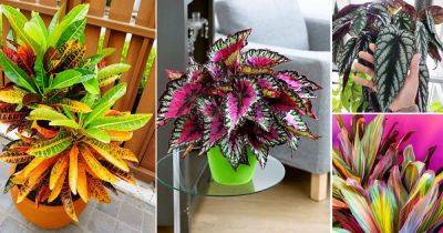 10 Indoor Plants with 4 Color Leaves