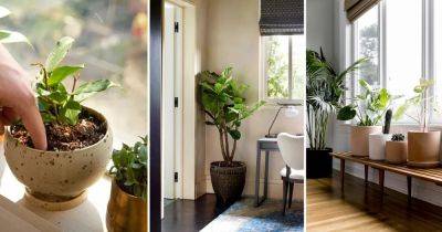 Stop these 12 Indoor Plant Growing Mistakes from the New Year