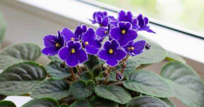 When and How to Divide African Violets